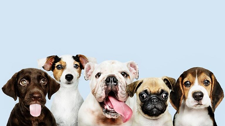 how-to-choose-a-dog-iadopt