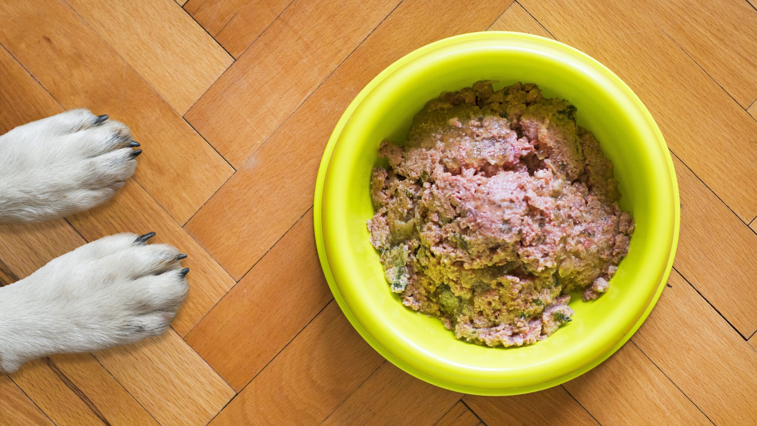 give meat to dog