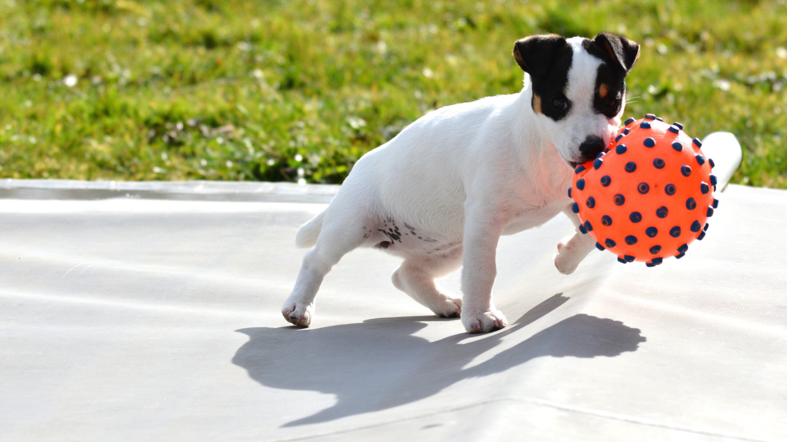 stop puppy biting