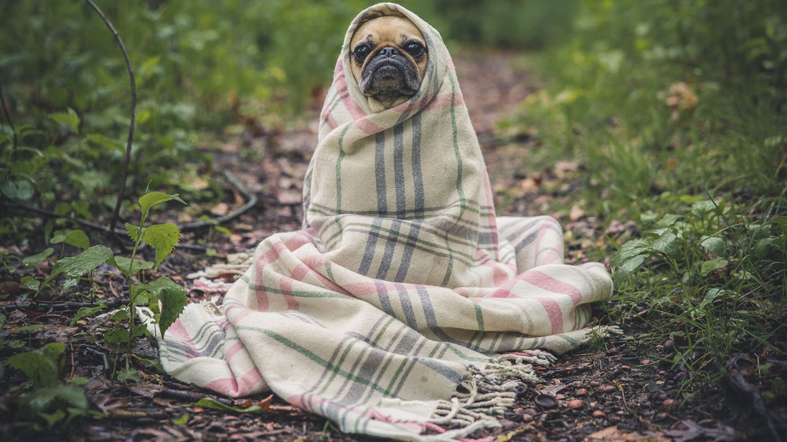 pug-801826