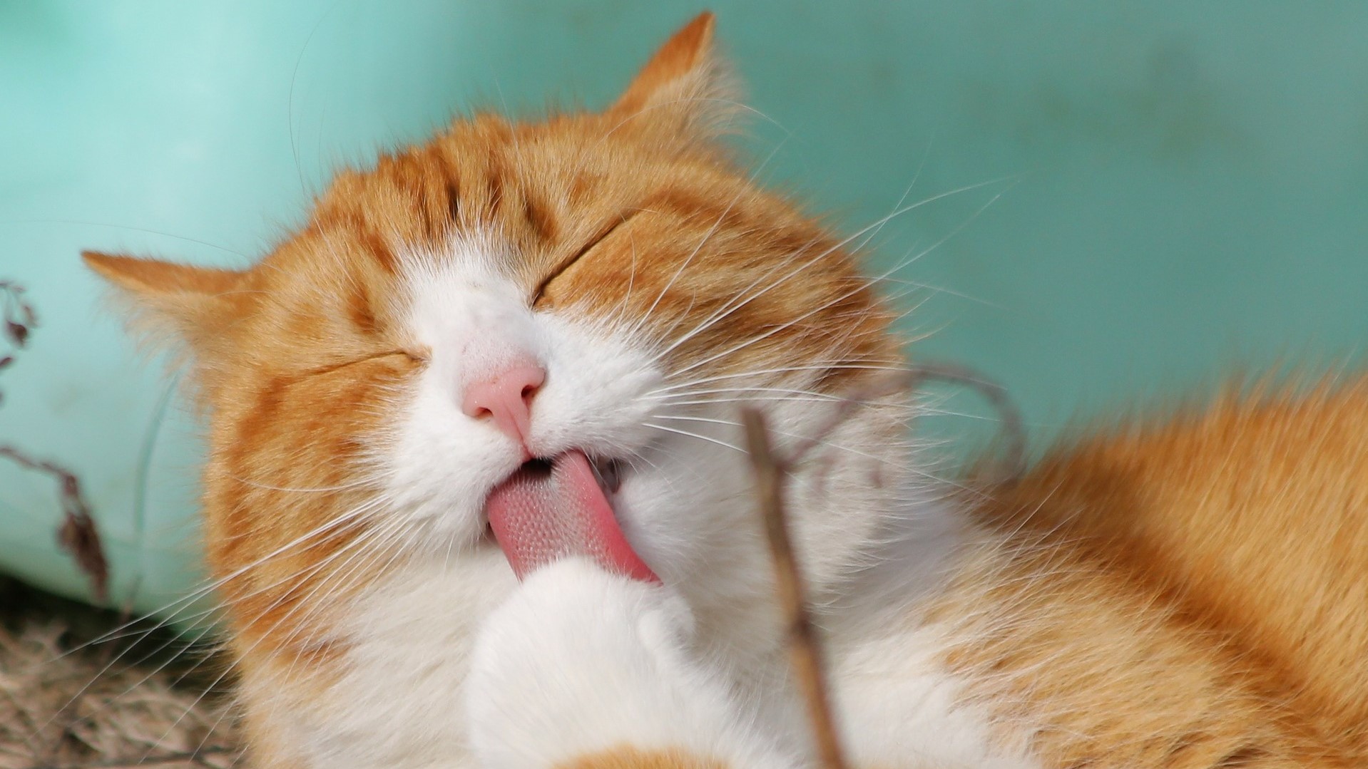 cat-323262_1920 lick finger