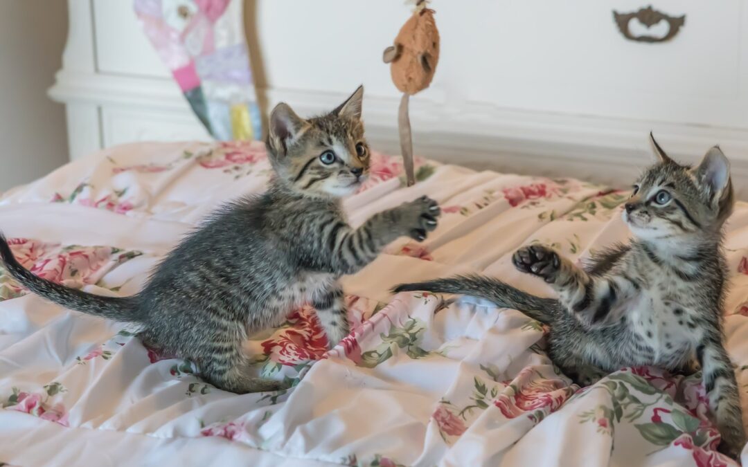 A Quick Guide on Cat-Proofing Your Home