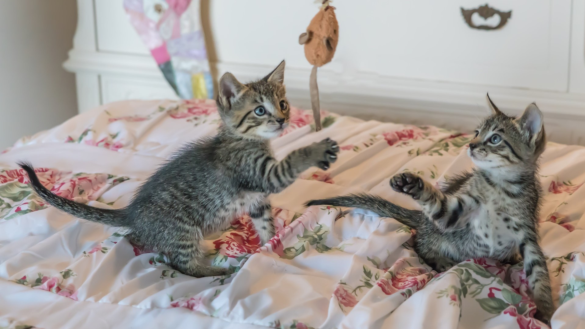 kittens-1534083_1920