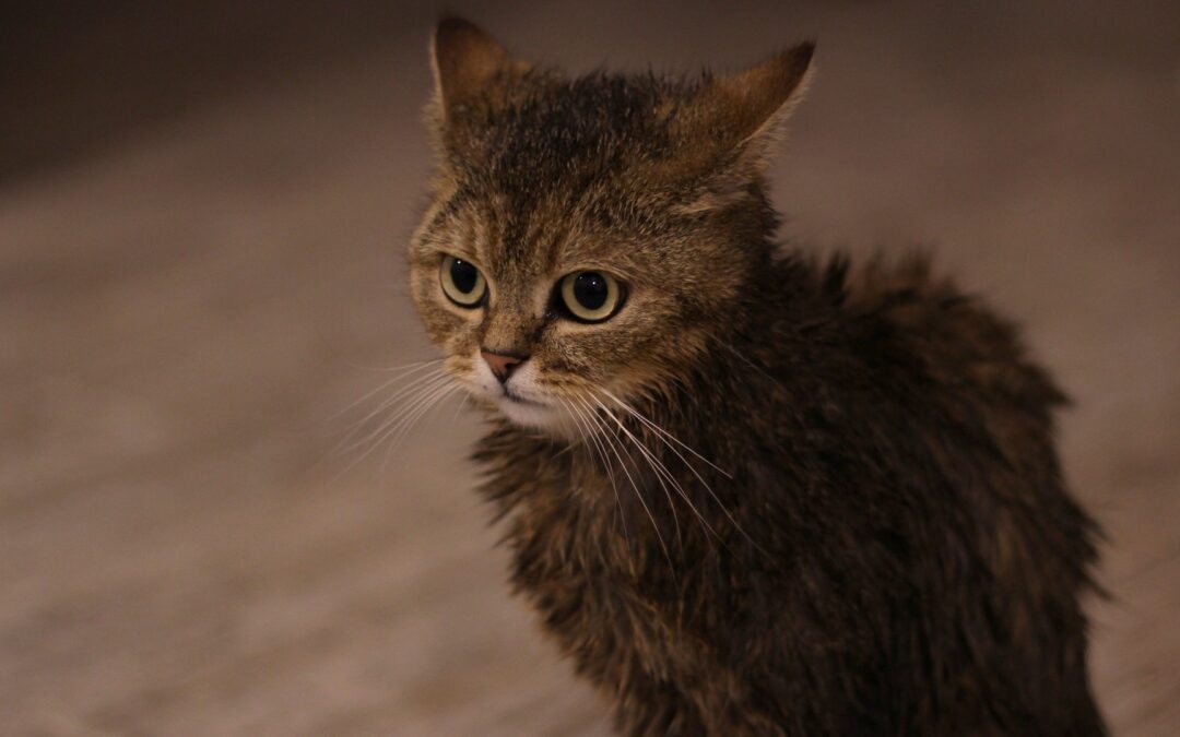 Is It Okay to Give Baths to Cats?
