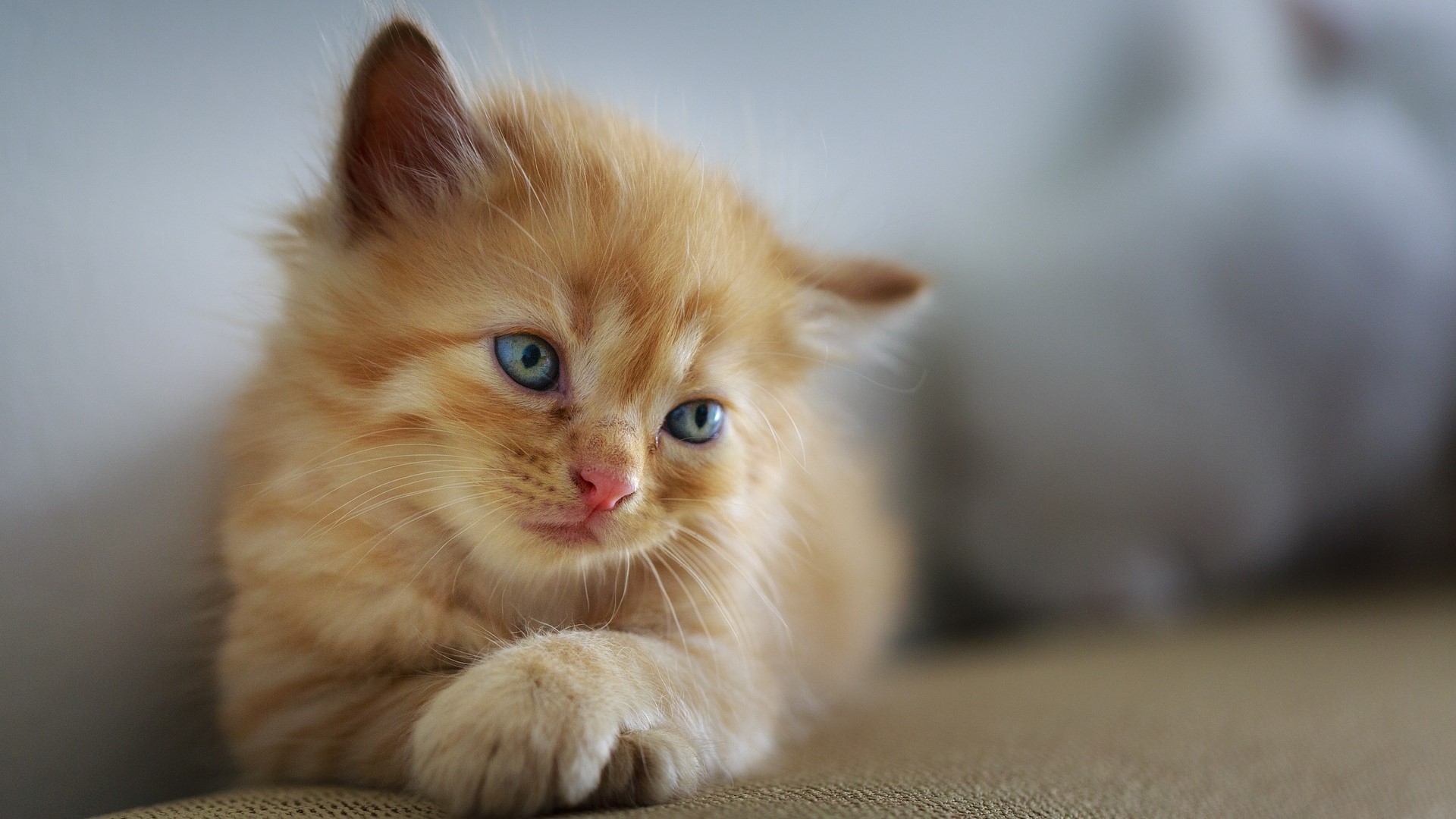 ginger cat good mental health