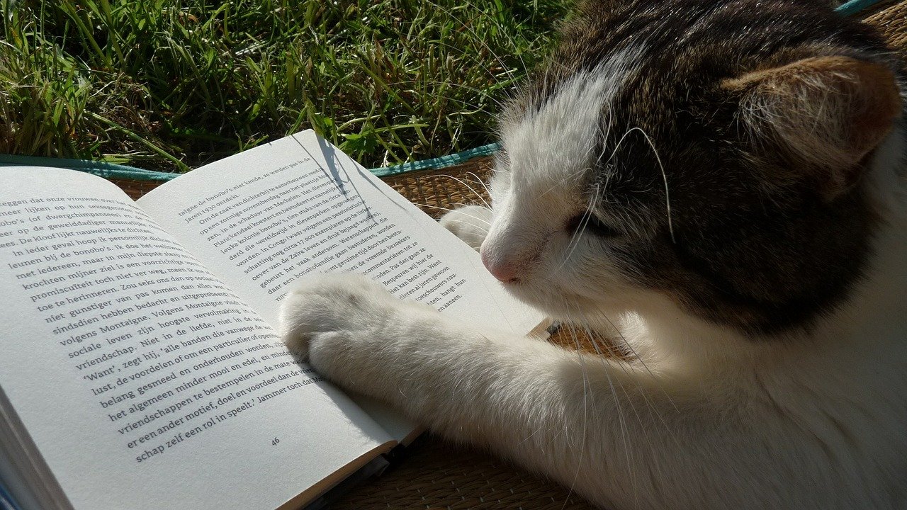 reading-498103_1280
