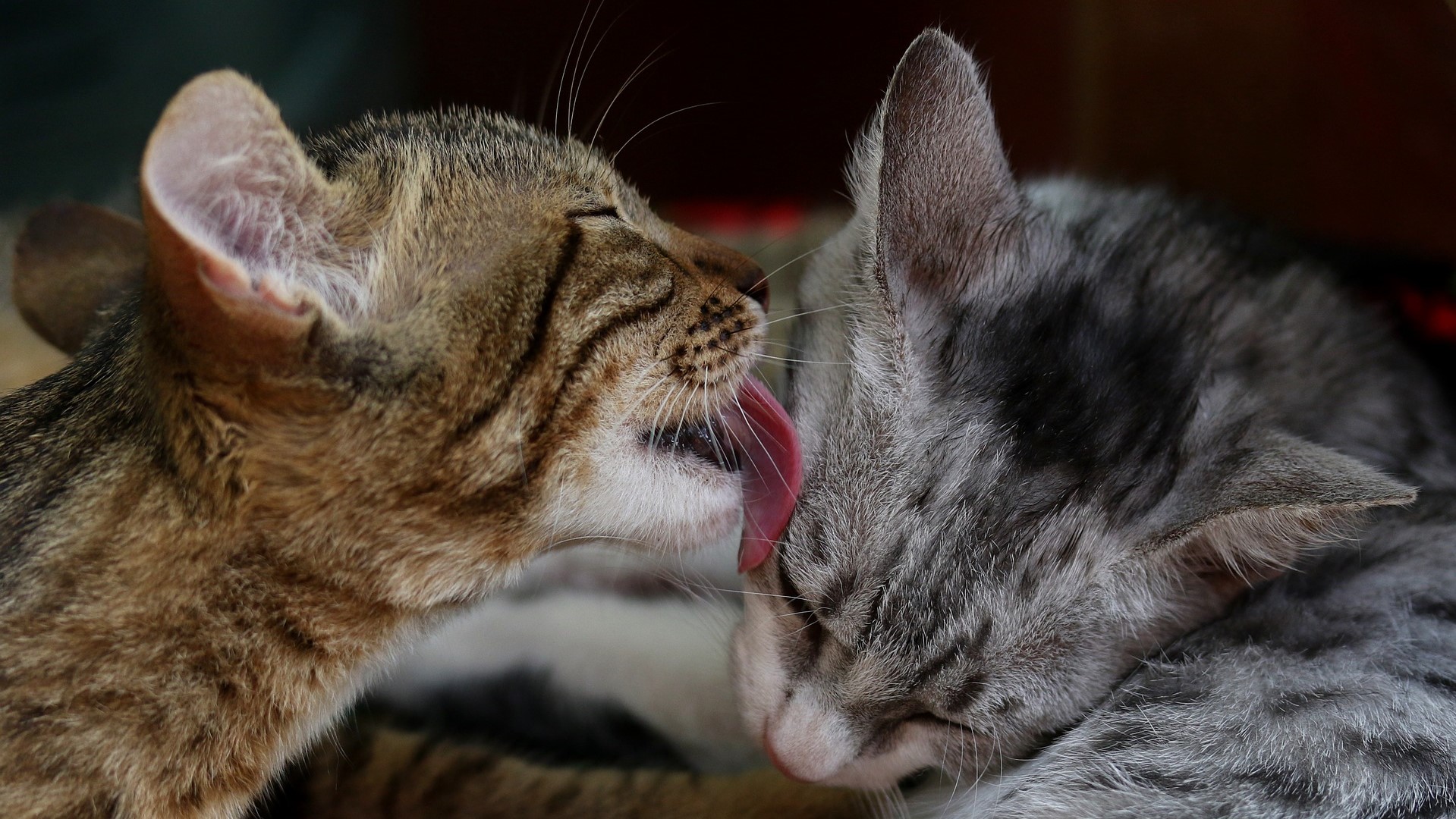 cats-3806264_1920 One tabby cat licking another grey tabby cat