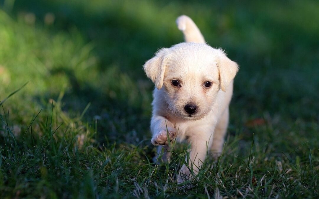 Things to Know Before You Adopt a Puppy